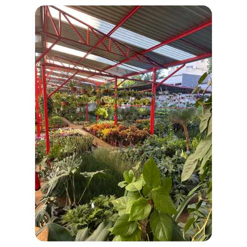 FLORICULTURA EM BELO HORIZONTE