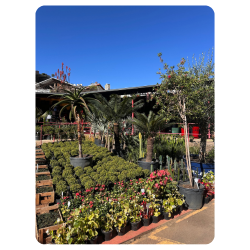 FLORICULTURA EM BELO HORIZONTE