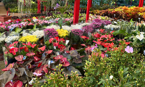 flores