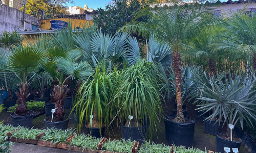 plantas ornamentais